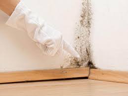 Best Environmental Consulting for Mold Prevention  in La Mesilla, NM